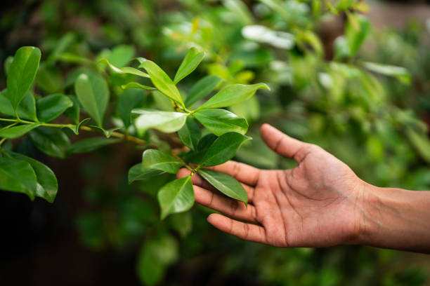 Best Fruit Tree Pruning  in USA